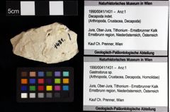 Foto (Objket + Etiketten) von Bucculentum bachmayeri (Schweitzer & Feldmann, 2009) 